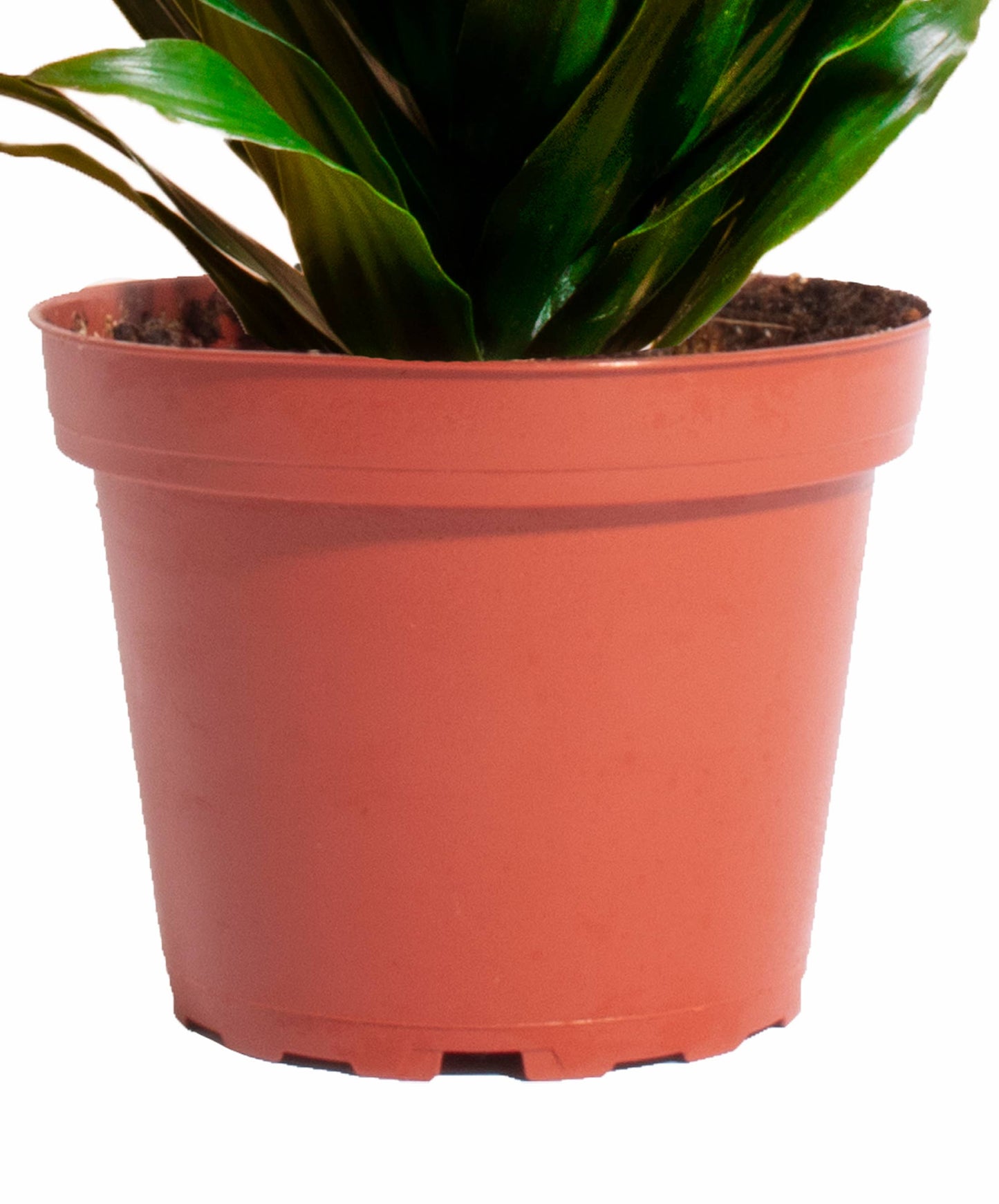 Home Botanicals - Dracaena Compactum House Plant 4" Grow Pot