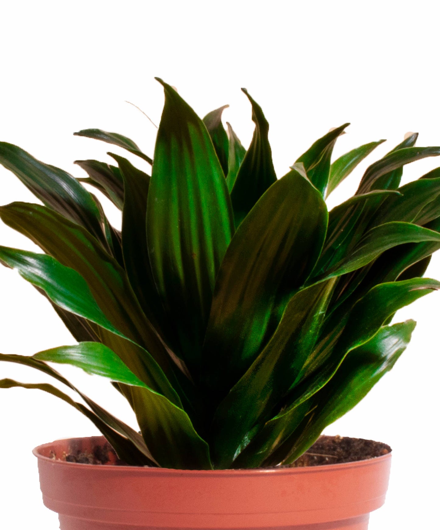 Home Botanicals - Dracaena Compactum House Plant 4" Grow Pot