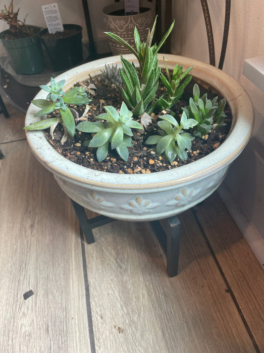 Pot of succulents live plant