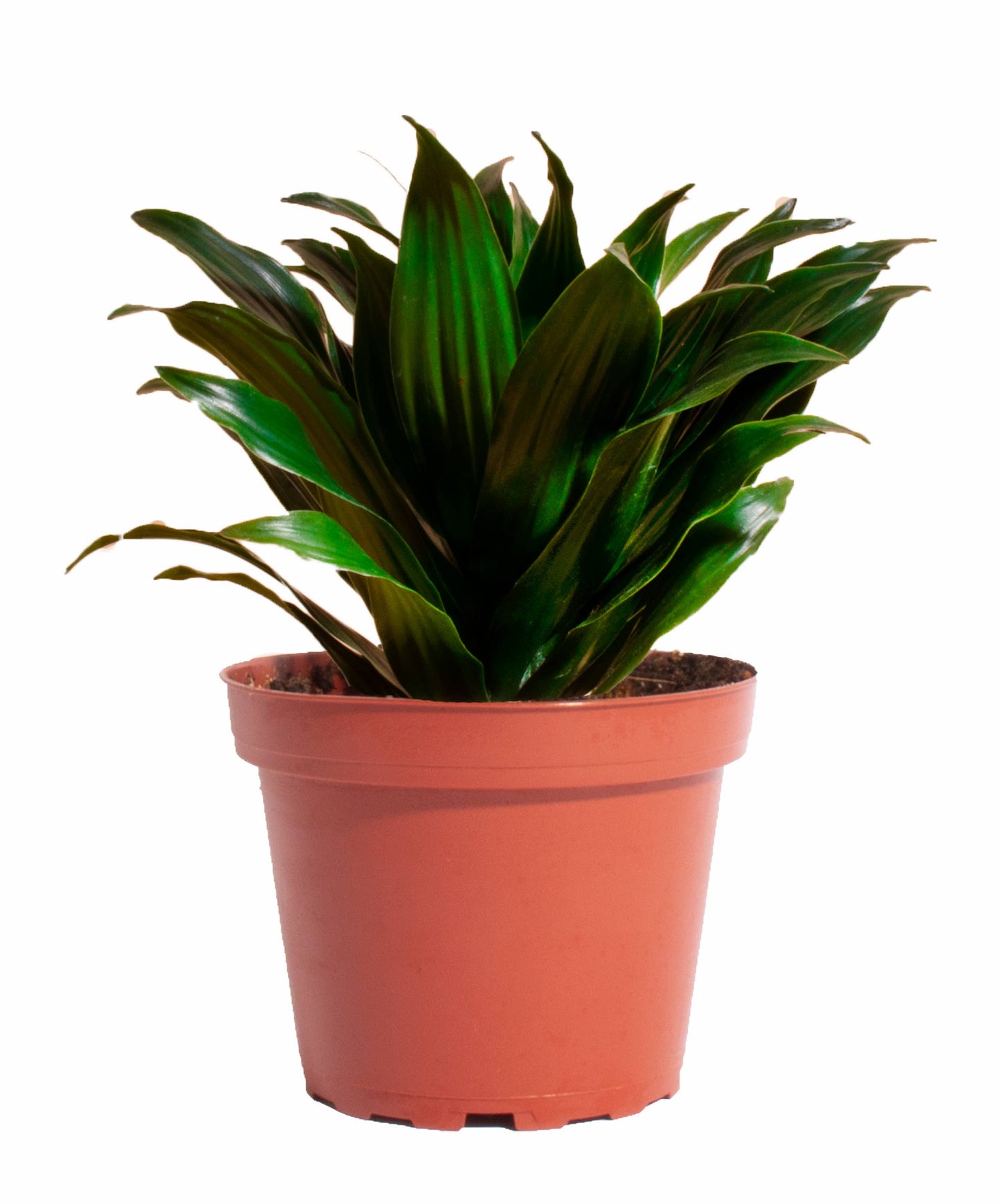 Home Botanicals - Dracaena Compactum House Plant 4" Grow Pot